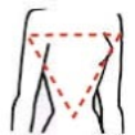 triangle ribcage